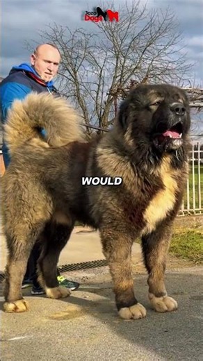 4 Guardian Dogs Built to Face Wolves and Bears