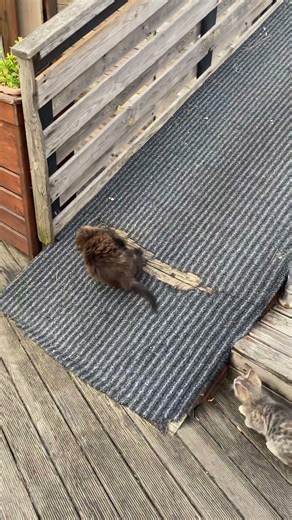 A funny fight between two kitten siblings #shorts #cats #cat #cute #kitten #animals #funny