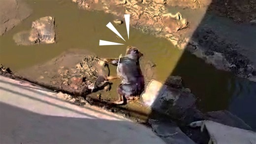 Dog dumped in a canal turns into the biggest lover girl