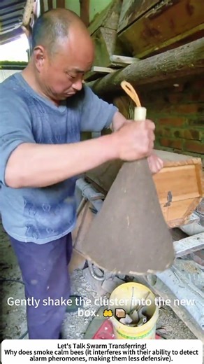 Transferring Bees to a New Hive – Safe Swarm Relocation 🐝🏠