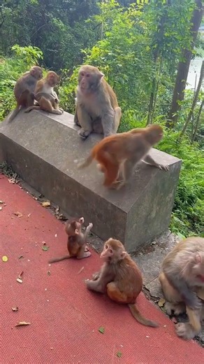 Animal World Highlights | Cute little monkey | Monkey