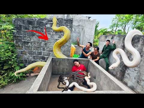 The brave soldiers risked their lives to capture a nest of giant pythons in order to rescue the girl