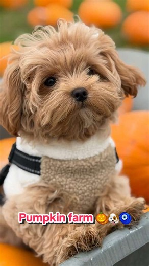 Maltipoo Puppy's Funny Reaction to a Pumpkin Farm Trip 🎃🐶