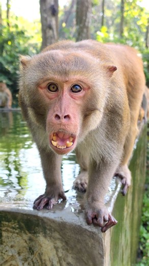 When the King Monkey Has So Much Fun with Me.112 #monkey #animals #curiousmonkeylife