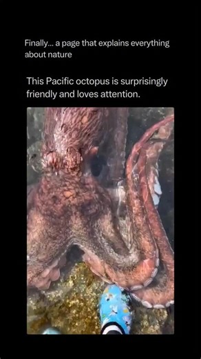 Nature Animals Plants Geography on Instagram: "Follow @explainingthewild for the best nature, animal, planet, and geography content 🧠⚙️ When a Pacific giant octopus reaches out to a diver, we are seeing the curiosity of one of the most intelligent invertebrates on the planet. These “sentient cephalopods” have a massive nervous system where three-quarters of their neurons are actually located in their arms, meaning each limb can “think” and “feel” on its own. When they touch a human, they aren’t