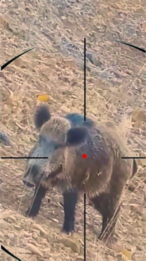 Wild Boar Hunting | Caccia al cinghiale | Chasse au sanglier