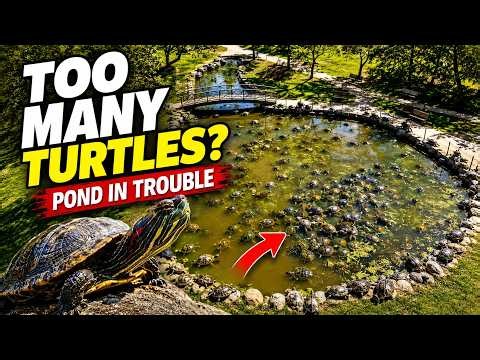 This Pond Had WAY Too Many Turtles… And It Could Crash