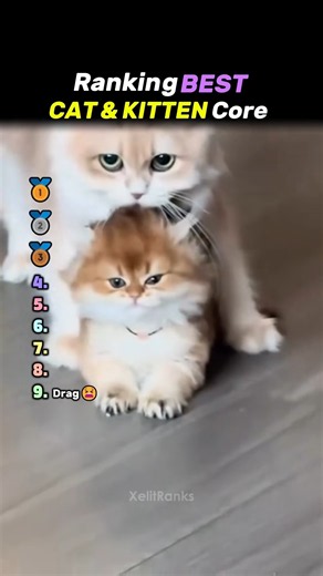 Ranking the Best Cat & Kitten Core🐈🐱 #cats #shorts