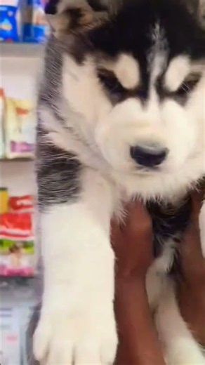 Siberian Husky Puppies 🐺❤️ | Husky Dog Facts, Training & Puppy Care #Husky #DogShorts