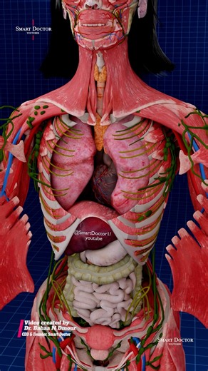 Inside the Human Body | A Complete 3D Anatomy Journey 🫀🧠