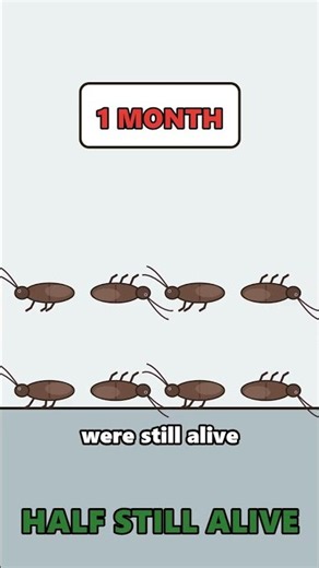 Can A Cockroach Really Survive A Nuke