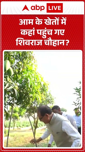 MP News : आम के खेतों में कहां पहुंच गए Shivraj Singh Chouhan | #agricultureminister #mangoorchard