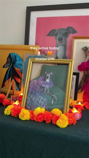 Today, they come home to visit. 🕯️🐾🧡 In the Mexican tradition of Día de Muertos, October 27th is a day to welcome back the spirits of beloved pets, with ofrendas filled with photographs, flowers and treasured belongings. I don’t think I ever saw Tika happier than on our trips to Mexico. The people we met were so lovely and showed her so much love, which makes remembering her this way feel especially meaningful. We’ve filled her ofrenda with love and memories, with a little place for our famil
