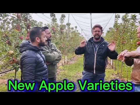Perfect Nutrition Schedule for Healthy & High-Producing Orchards