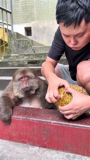 Why not give me the first bite? Star: Monkeys who love to eat durian #Magic animals on Douyin