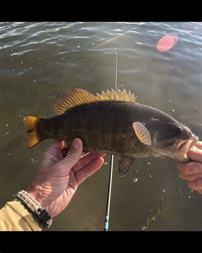 Swimbait Hooks for Fall Smallmouth! #fishing #bassfishing #river #fishinglures #smallmouthbass