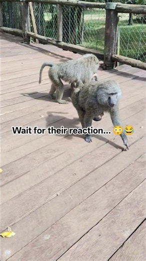 Nairobi’s Cheekiest Neighbors! 🏙️🐒