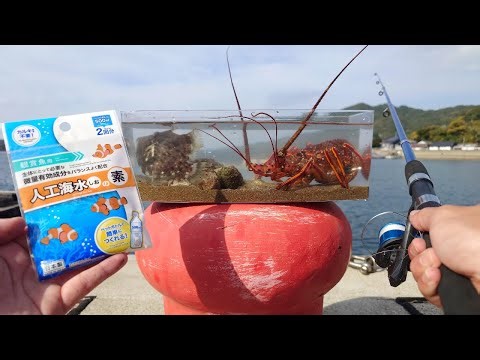 Can fish survive in artificial seawater from a 100-yen store?