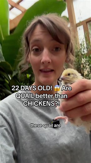 Quail Meat: Are Jumbo Coturnix Worth Raising?
