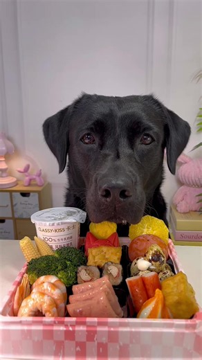 #labrador #dogeating #asmr #pet #immersive | Labrador