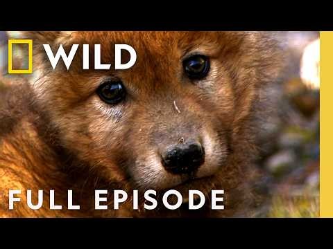 Baby Animals & More in America's National Parks (Full Episode) | SPECIAL | Nat Geo Animals