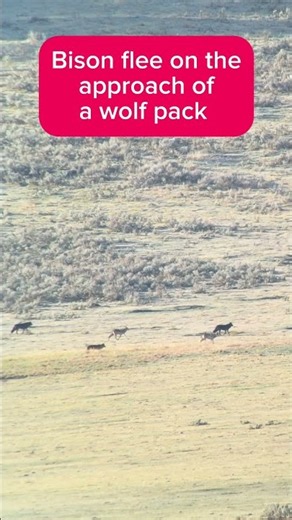 Yellowstone Bison Flee the Approach of a Wolf Pack