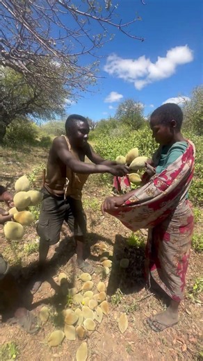 Hadzabe tribe bushmen Chabba help his wife with collection of special baobab fruits