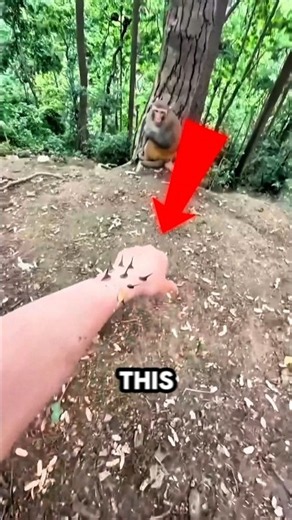 This Monkey Did Something Nobody Expected! 😱 | #shortsvideo