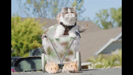 Watch what would happen if cats took over the world