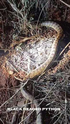 🐍🖤 THE BLACK-HEADED PYTHON — AUSTRALIA’S DARK-HEADED PREDATOR! 🇦🇺🔥 #wildlifephotography #snakes
