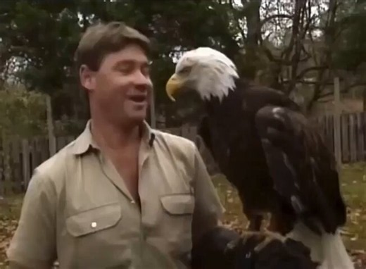 The way Steve Irwin handled the American Bald Eagle and put the bird at ease instantlyHe was the man. Miss that guy 🥺