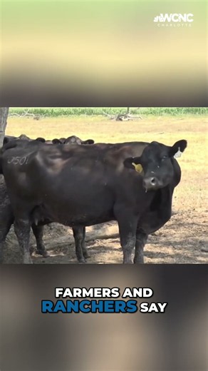 Ranchers OUTRAGED by Trump's beef imports: 'Stab in the back'