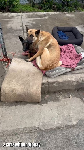 Homeless people are using dogs to test drugs for them on Skid Row in Los Angeles, California.Non-profit group Starts With One Today says dogs are being abused, thrown away, sold for drugs, neglected, and fed drugs to make sure there is no fentanyl. Animal advocates are ripping Mayor Karen Bass and other elected officials for not taking enough action.“We’re coming out here, risking our lives to help these dogs with no support from the government,” said volunteer Joey Tuccio.