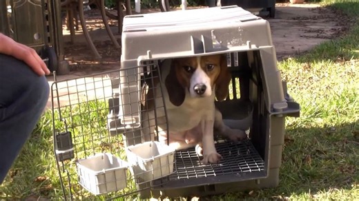Animal rights activist discusses alleged abusive practices against beagles at a Wisconsin research farm
