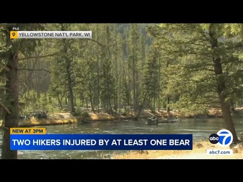 Bear attacks 2 hikers at Yellowstone National Park