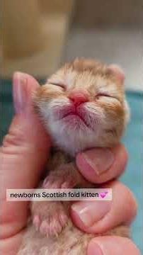 Exploring the Adorable World of Baby Kittens 🥹🥹 #cute #kitten #funny #cats