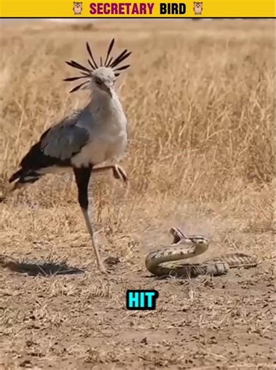 This Bird Kills Snakes With Kicks 😳