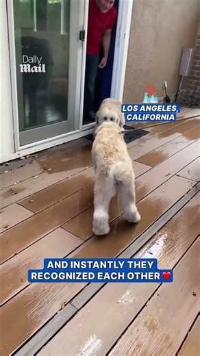 Dog siblings reunite after being bought by different owners