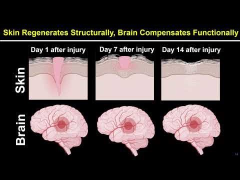 Unleashing the Brain's Regenerative Potential | Roy Maimon | TEDxSDSU