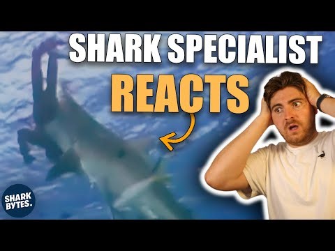 Shark Specialist Reacts To SHOCKING Shark Attacks
