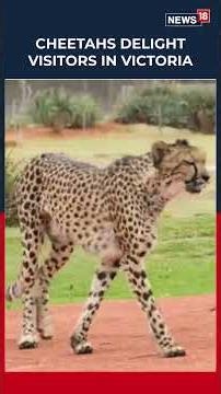 Three Cheetahs, Sisters Mara And Mapenzi, And Sansa Have Joined Werribee Open Range Zoo | N18S