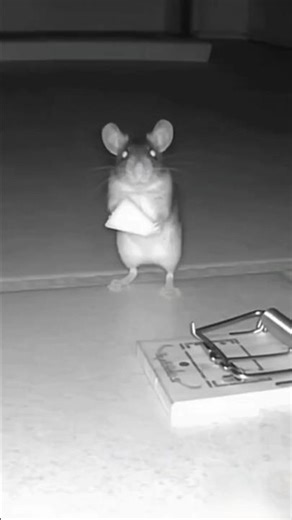 The Mouse Came Back For Revenge 🐭💥