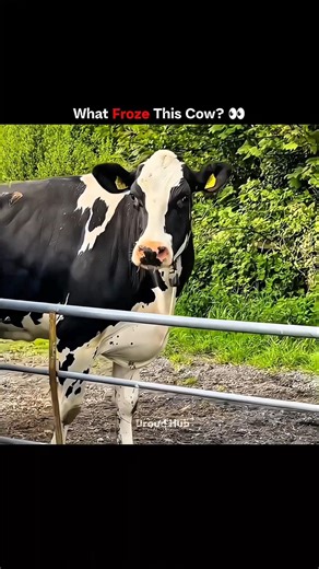 This Cow Saw Something Legendary 🇯🇵