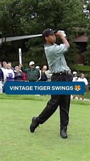 TIGER STRIPE SHOW 🔥