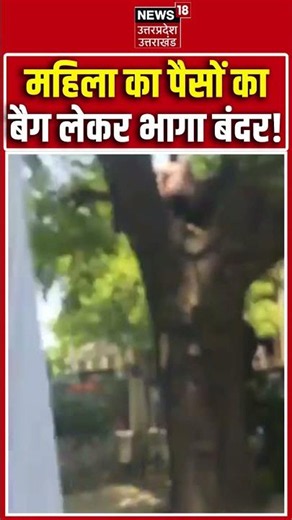 Monkey Viral Video : महिला का पैसों का बैग लेकर भागा बंदर! | Top News | Shorts |