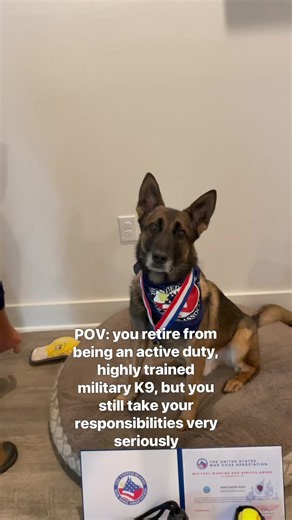 Rider still takes his military k9 responsibilities very seriously #dog | retired k9 dogs