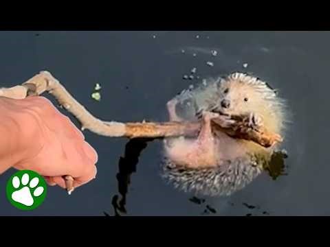 Tiny hedgehog tries to cling to a stick during rescue 🦔🥺