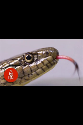 The plight of the giant garter snake in California's wetlands