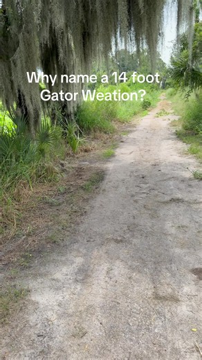 That’s where where they found him!🐊 14🩰 #floriduh #biggator #Discovery #location #naturetrail