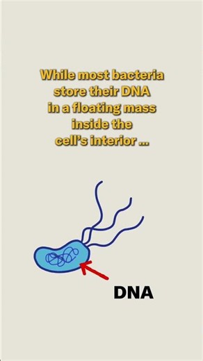 This giant microbe organizes its DNA in a surprising way | Science News